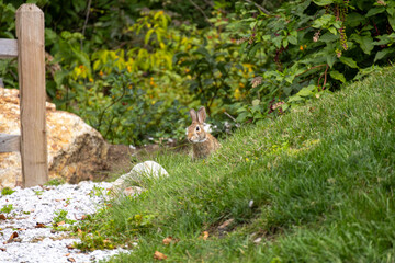 Cottontail rabbit in the grass next to a wooden fence
