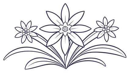Edelweiss Alpine Flower Line Art Vector Illustration Three Blooms