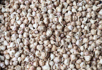 Fresh Organic Garlic Bulbs Background for Cooking and Health