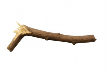 Broken tree branch closeup, revealing weathered wood grain and sharp splintering against transparent backdrop