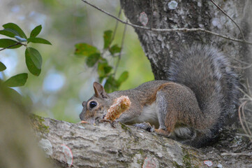 Squirrel up a tree eating a pinecone in Florida; copy space available 