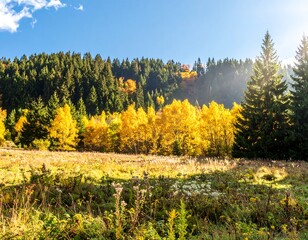 Autumnal meadow bathed in golden light, with vibrant yellow trees against a backdrop of dark green forest, sunny day