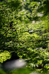 鎌倉2596　浄智寺2　緑もみじ