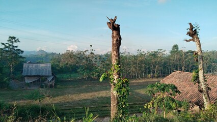 grape vines in the vineyard
