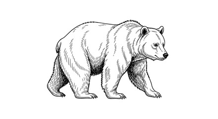 Majestic Bear Sketch on White Background in Detailed Illustration