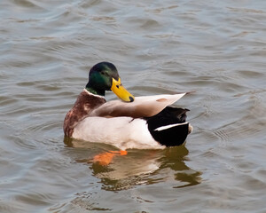 male mallard duck in the water touching his wings
