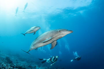 Bottlenose dolphin, French Polynesia, south Pacific