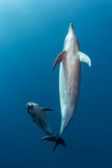 Bottlenose dolphin, French Polynesia, south Pacific