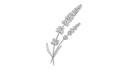 Delicate lavender sprigs isolated, elegant botanical illustration on white background