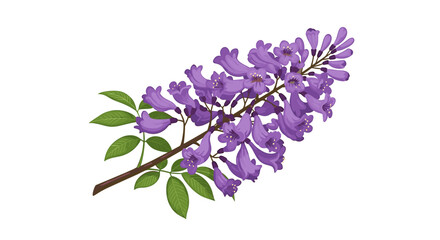 Elegant branch of jacaranda mimosifolia featuring delicate purple flowers