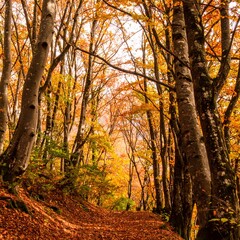 Autumnal forest path, vibrant fall colors