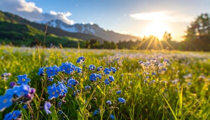 A field of forget-me-nots at sunset