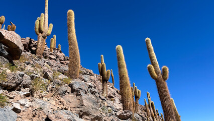 Giant cardons cacti 'Leucostele atacamensis' in Vilama River Canyon. Cactus plants may be nearly...