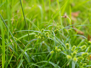 公園に生えたイヌクグ