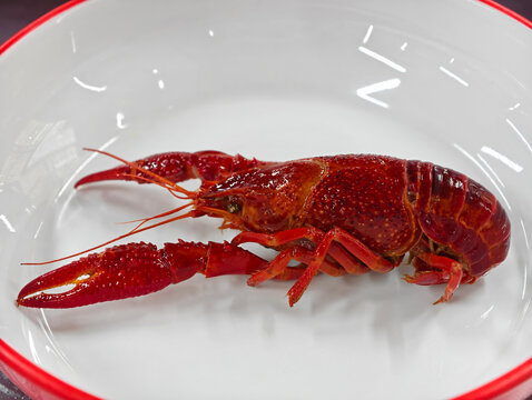 red crayfish in white plate