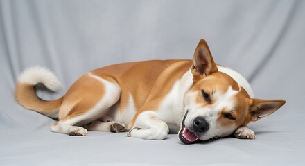 Obraz premium A Relaxed Red and White Dog Sleeping Peacefully.