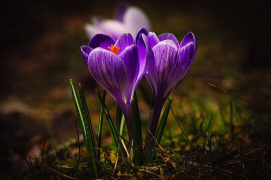 purple crocus flower in spring - Powered by Adobe