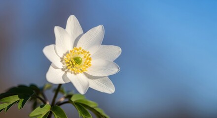 Fototapeta premium Close-up of a single white flower against a bright blue sky