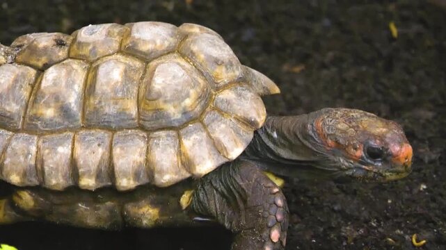 Close up of a small land turtle moving around the ground on a sunny day 