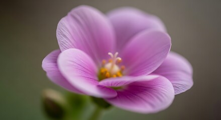 Fototapeta premium Pink Flower Blooming in Soft Natural Light with Delicate Petals and Bright Yellow Center