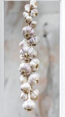 Garlic bulbs hanging
