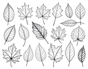Obraz premium Black and white leaf illustrations