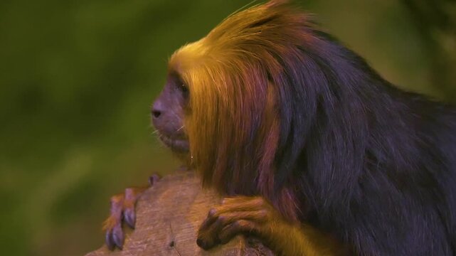 Close up of a lion head tamarin monkey  head and face sitting down and looking around