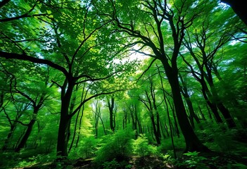 Obraz premium Emerald canopy, sun-dappled forest floor, vibrant foliage, scenic, pristine