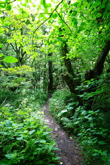 shiny summer forest and path