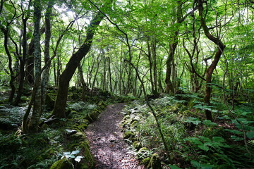 shiny summer forest and path