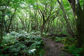 summer path through mossy rocks and old trees