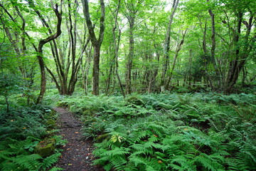 Fototapeta premium fine summer path through dense ferns