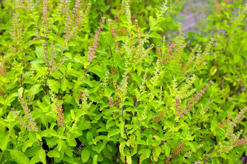 Holy basil in vegetable garden. Fresh green leaves of herb plant