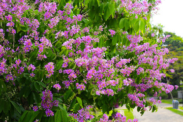 Obraz premium Lagerstroemia speciosa, Queen's crape myrtle , Pride of India.