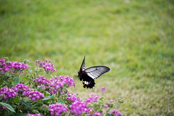 Fototapeta premium 広大な緑の草原を背景に黒と白の美しい蝶が紫色の花の上を舞っている写真。蝶の羽が大きく広がり飛び立つ瞬間の様子が捉えられています。