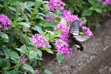 紫色のペンタスの花に止まって蜜を吸っているアゲハチョウの横顔を撮影。鮮やかな花と蝶の優雅な姿が美しいコントラストを生み出しています。