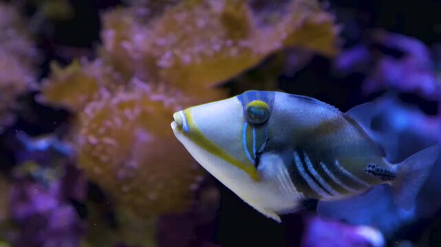 Close up of a picasso trigger fish floating still and moving his fins underwater