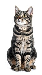 Tabby cat sitting, looking up