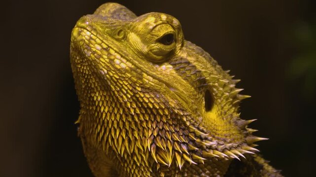 Bearded dragon lizard standing on ground, moving around his head