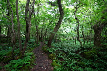Fototapeta premium summer path through mossy rocks and old trees
