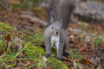Ezo squirrel staring at camera in natural forest setting