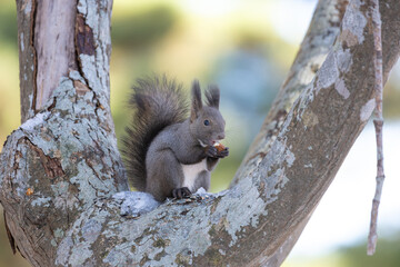 Ezo squirrel staring at camera in natural forest setting