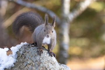 Ezo squirrel staring at camera in natural forest setting