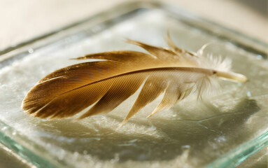 Feather lying on frosted glass