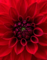 Close-up of a vibrant red dahlia (1)