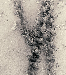 Round leaf chaste tree