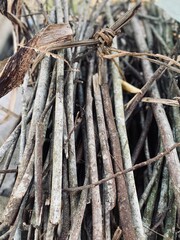 dried tobacco leaves