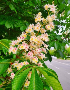 Fototapeta chestnut flowers in spring