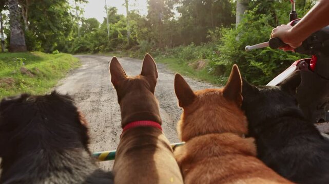 Rescued dogs enjoying a sidecar ride in the countryside