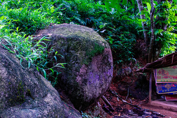 A large, moss-covered boulder in a lush green tropical forest.